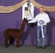 alpaca for sale