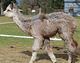 alpaca for sale