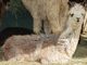 alpaca for sale
