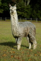 alpaca for sale