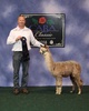 alpaca for sale