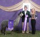 alpaca for sale