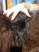alpaca for sale