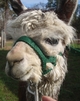 alpaca for sale