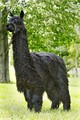 alpaca for sale