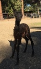 alpaca for sale