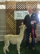 alpaca for sale