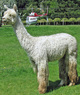 alpaca for sale