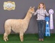 alpaca for sale