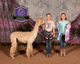 alpaca for sale