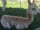 alpaca for sale