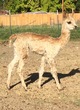 alpaca for sale