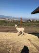 alpaca for sale