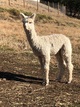 alpaca for sale