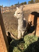 alpaca for sale