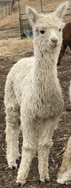 alpaca for sale