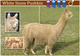 alpaca for sale