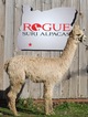 alpaca for sale