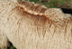 alpaca for sale