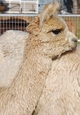 alpaca for sale