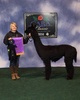 alpaca for sale