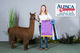 alpaca for sale