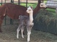 alpaca for sale