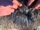 alpaca for sale