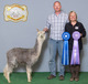 alpaca for sale