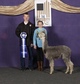 alpaca for sale