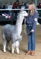 alpaca for sale