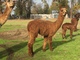 alpaca for sale