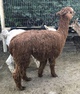 alpaca for sale