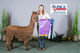 alpaca for sale