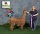 alpaca for sale