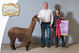 alpaca for sale