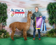 alpaca for sale