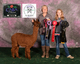 alpaca for sale