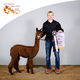 alpaca for sale