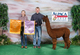 alpaca for sale
