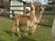 alpaca for sale