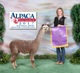 alpaca for sale