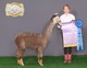 alpaca for sale