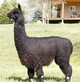 alpaca for sale