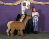alpaca for sale