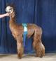 alpaca for sale