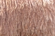 alpaca for sale