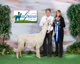 alpaca for sale