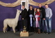 alpaca for sale