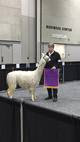 alpaca for sale